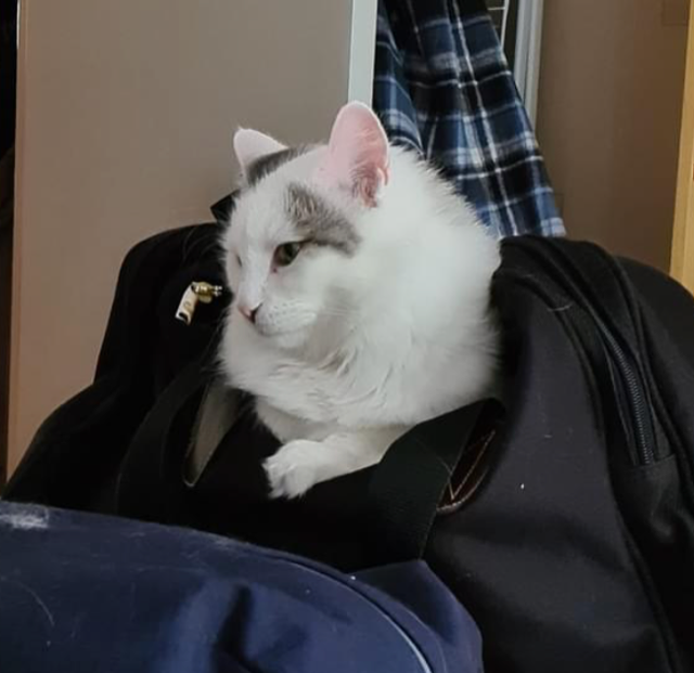 Sibirisk katt Mars